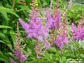 2003-0709Astilbe